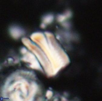 Tonromeinia deniseae 21438