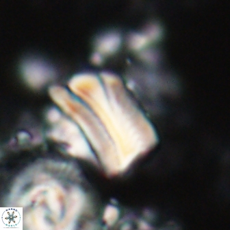 Tonromeinia deniseae 21438