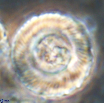 Tonromeinia deniseae 21504