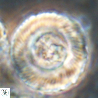 Tonromeinia deniseae 21504