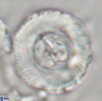 Tonromeinia deniseae 21505