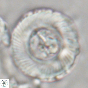Tonromeinia deniseae 21505