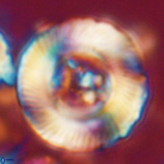 Tonromeinia deniseae 21506