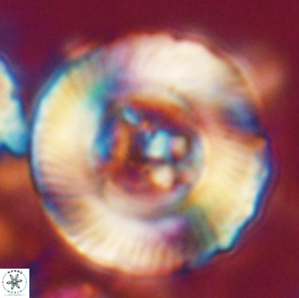 Tonromeinia deniseae 21506