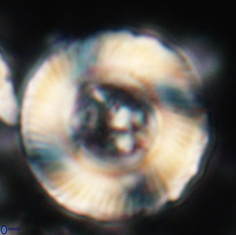 Tonromeinia deniseae 21507