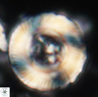 Tonromeinia deniseae 21507