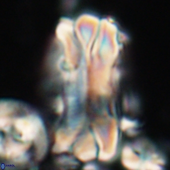 Tonromeinia deniseae 21508