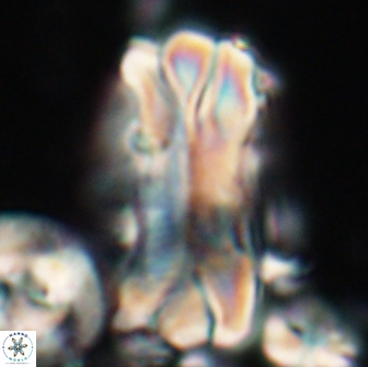 Tonromeinia deniseae 21508