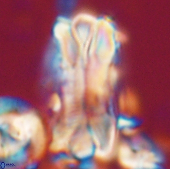 Tonromeinia deniseae 21509