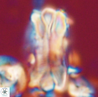 Tonromeinia deniseae 21509