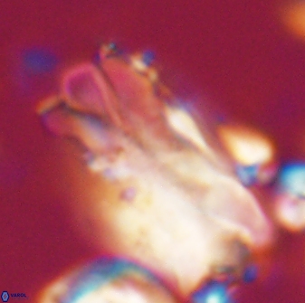 Tonromeinia deniseae 21511