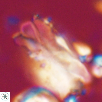 Tonromeinia deniseae 21511