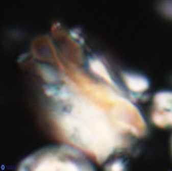 Tonromeinia deniseae 21512