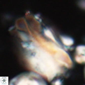 Tonromeinia deniseae 21512