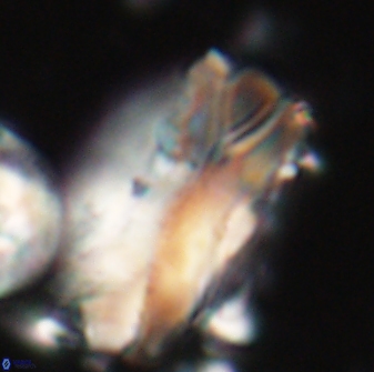 Tonromeinia deniseae 21513