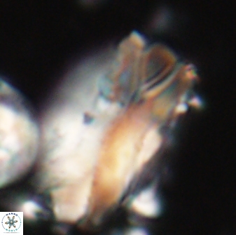 Tonromeinia deniseae 21513