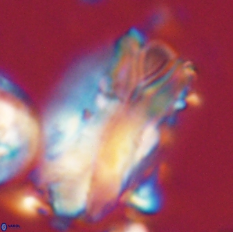 Tonromeinia deniseae 21514