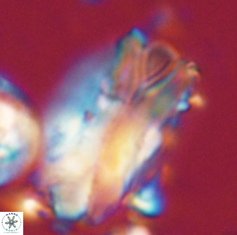 Tonromeinia deniseae 21514