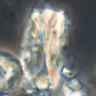 Tonromeinia deniseae 21515