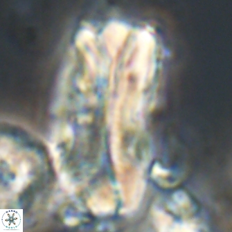 Tonromeinia deniseae 21515