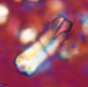 Tonromeinia deniseae 22411