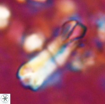 Tonromeinia deniseae 22411