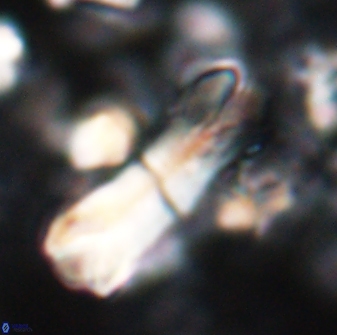 Tonromeinia deniseae 22412