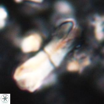 Tonromeinia deniseae 22412