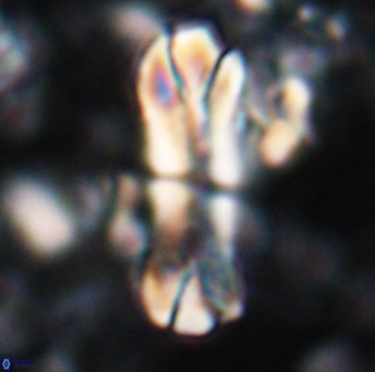 Tonromeinia deniseae 22413