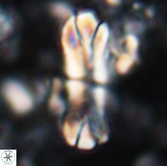 Tonromeinia deniseae 22413