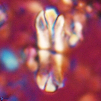 Tonromeinia deniseae 22414