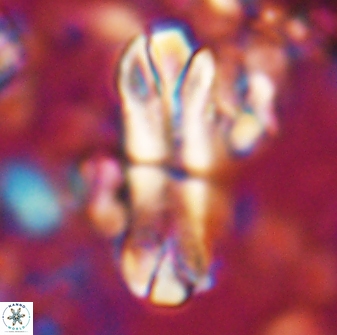 Tonromeinia deniseae 22414