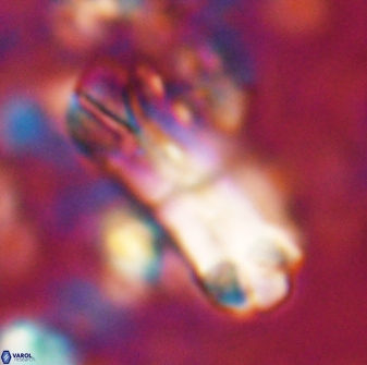 Tonromeinia deniseae 22415