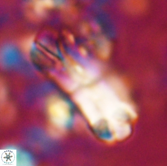 Tonromeinia deniseae 22415