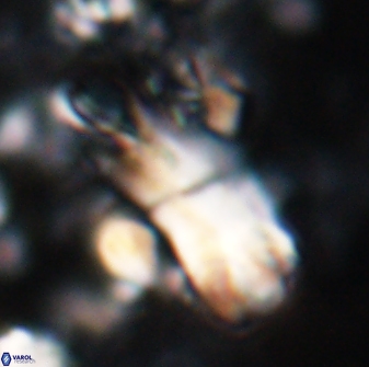 Tonromeinia deniseae 22416