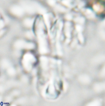 Tonromeinia deniseae 22417