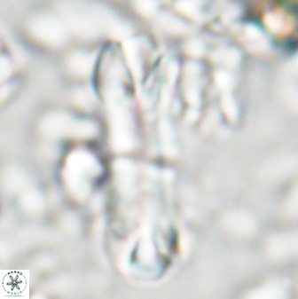 Tonromeinia deniseae 22417