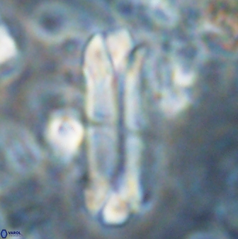 Tonromeinia deniseae 22419