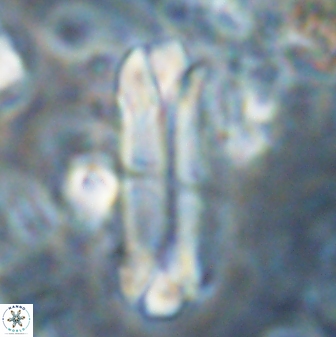 Tonromeinia deniseae 22419