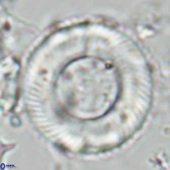 Tonromeinia deniseae 25221