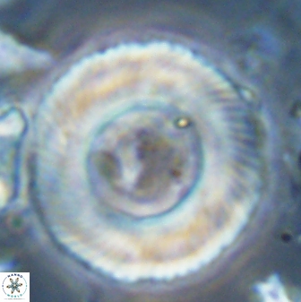 Tonromeinia deniseae 25222