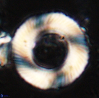 Tonromeinia deniseae 25223