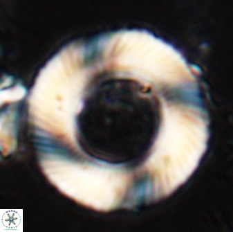Tonromeinia deniseae 25223