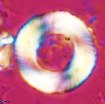 Tonromeinia deniseae 25224