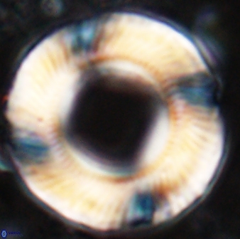 Tonromeinia deniseae 25395