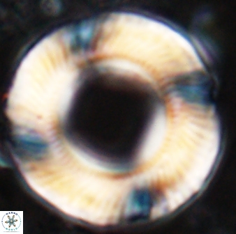 Tonromeinia deniseae 25395