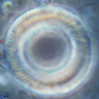 Tonromeinia deniseae 25398