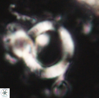 Tonromeinia deflandrei 60228