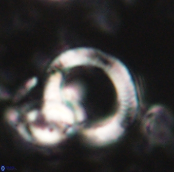 Tonromeinia deflandrei 60229