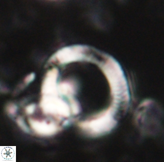 Tonromeinia deflandrei 60229